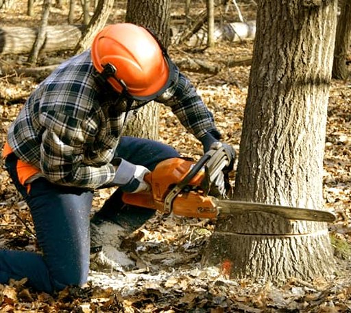 Tree Removal in Hodge, LA
